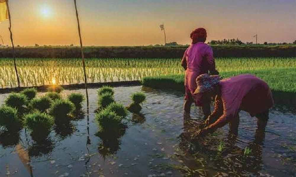 Kharif Season Preparations Underway