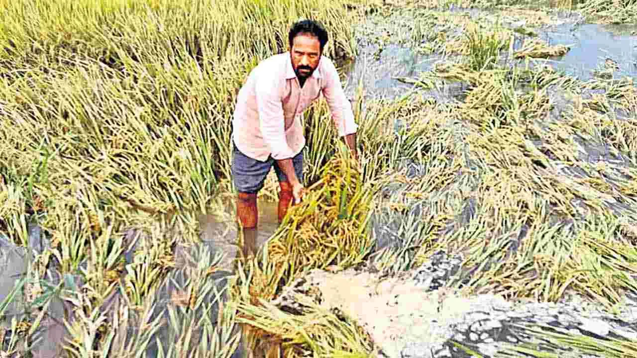 Unseasonal Rains Damage Crops