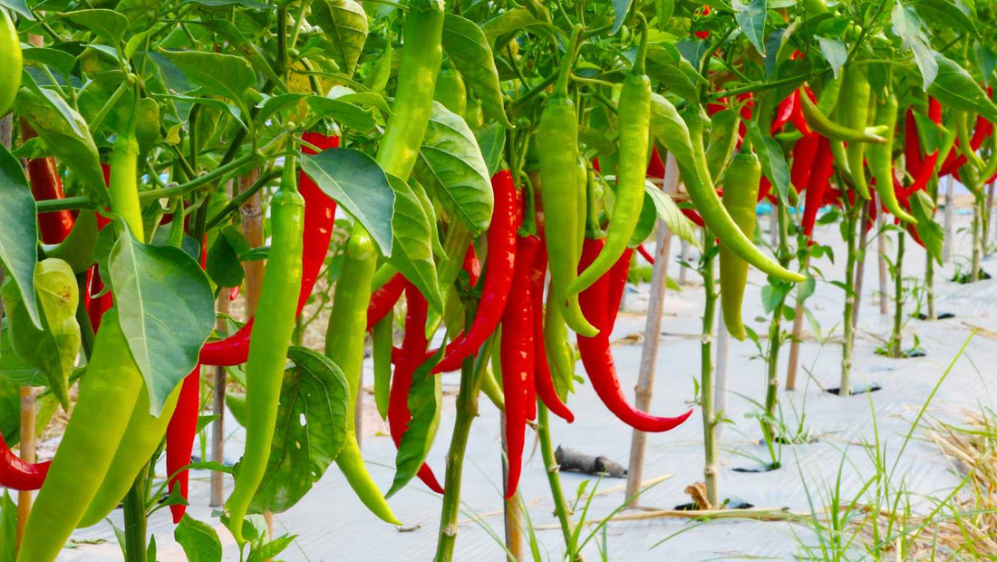 Chilli Farmers Seeing Better Prices