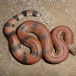 b3